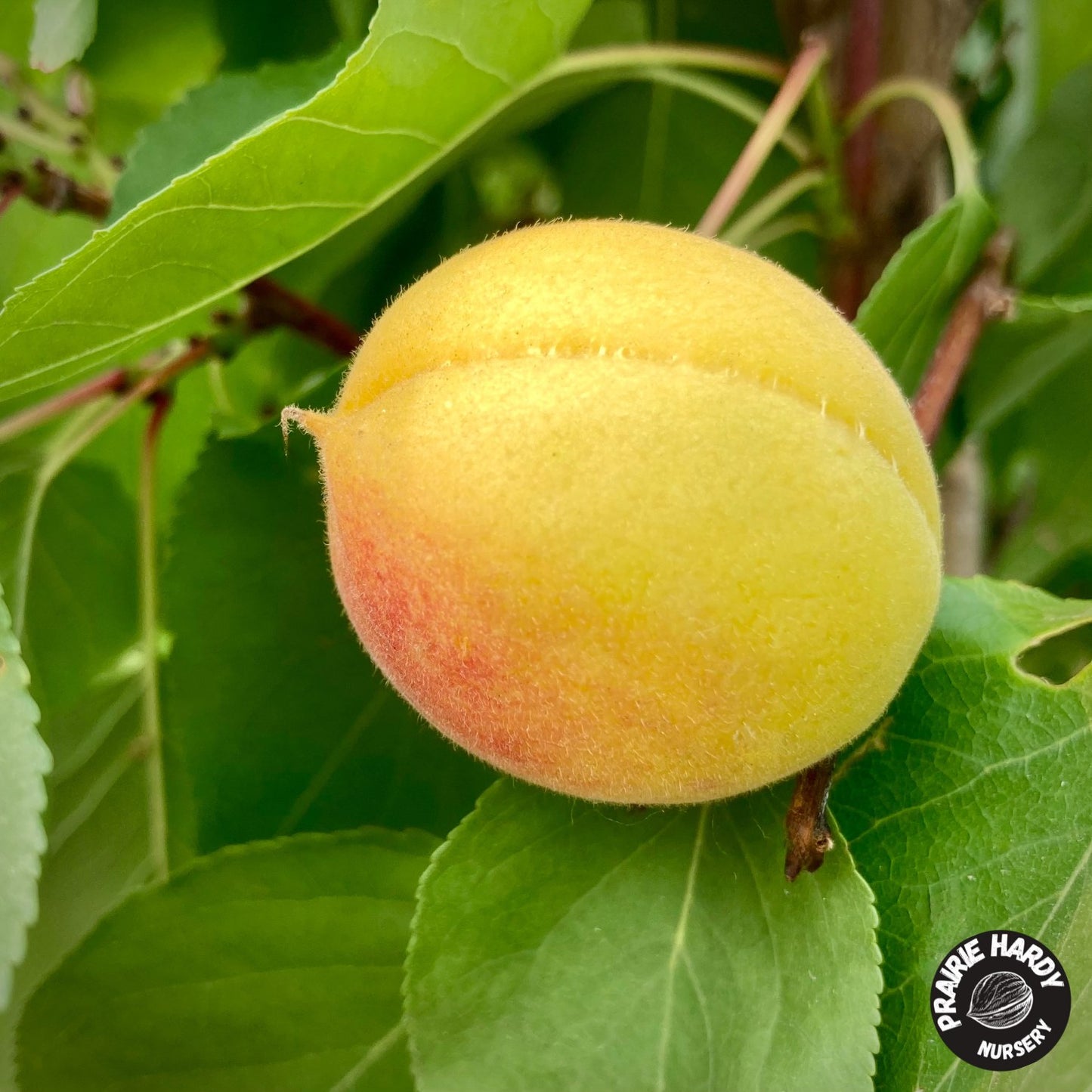 Arctic Twilight Apricot