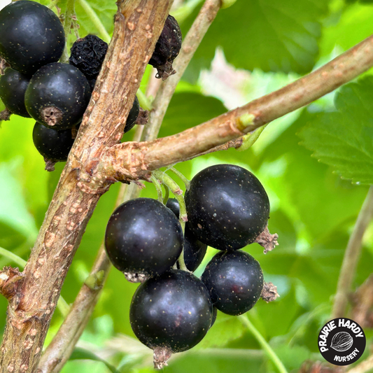 Ben Aldar Blackcurrant