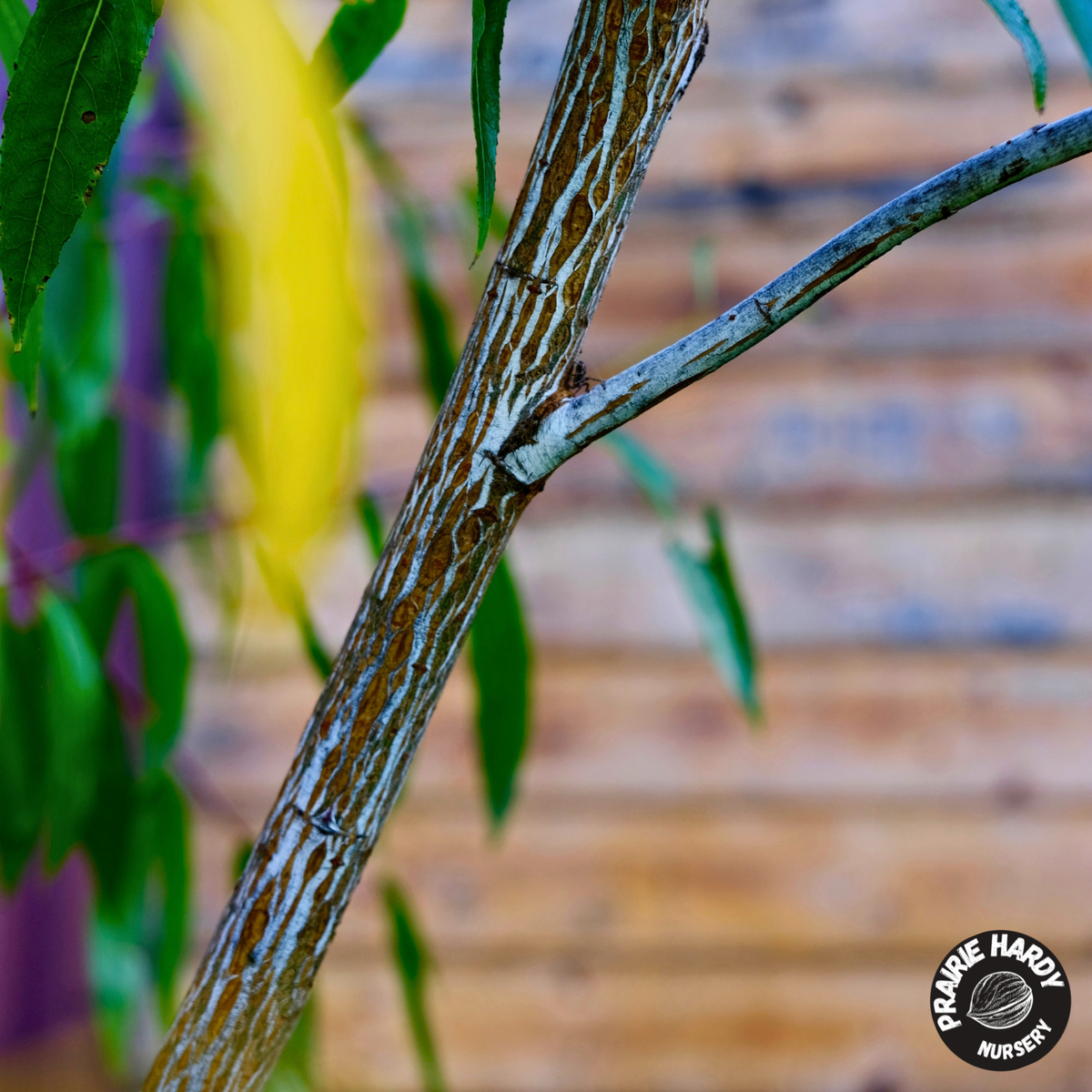 Bluestreak Willow