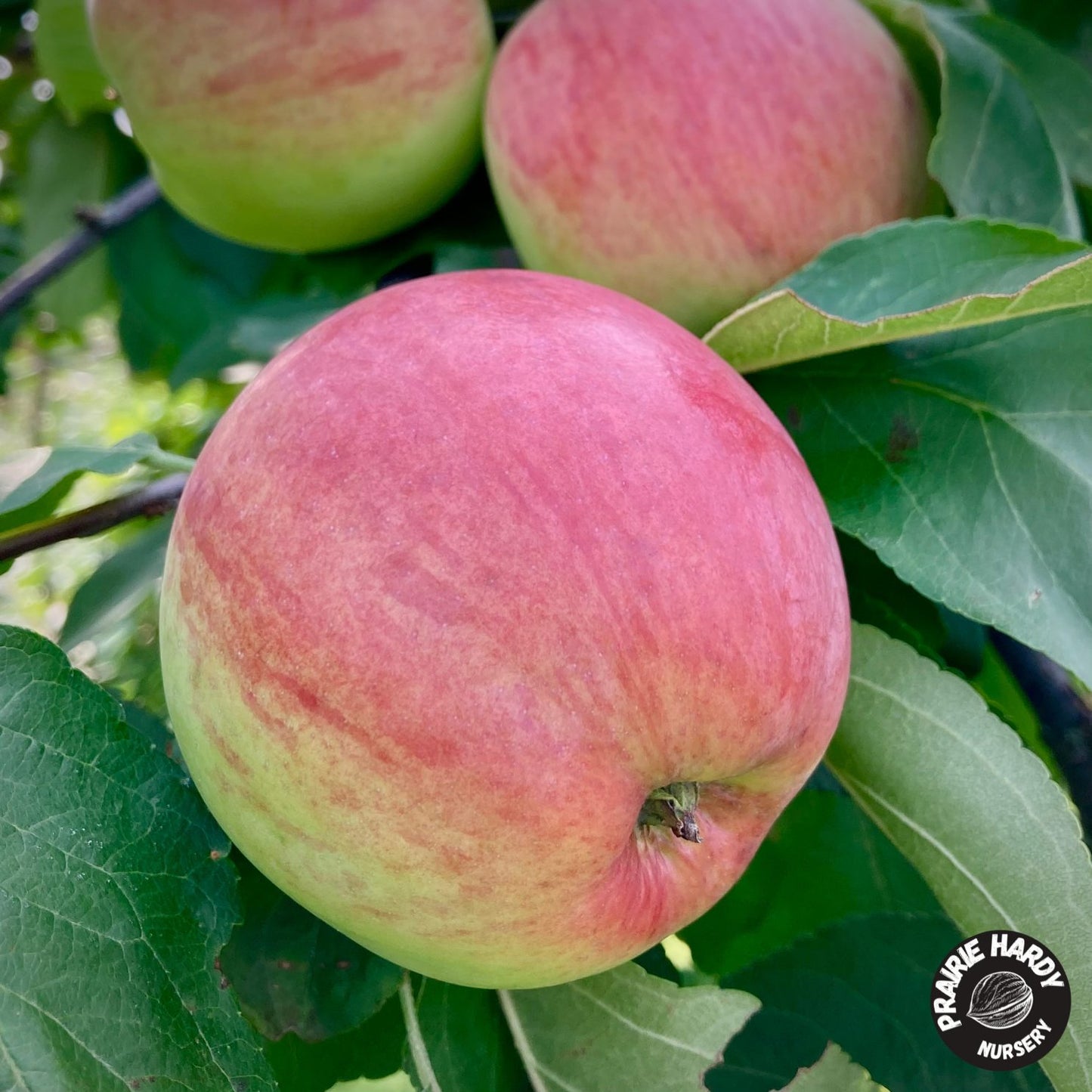 Carroll Apple