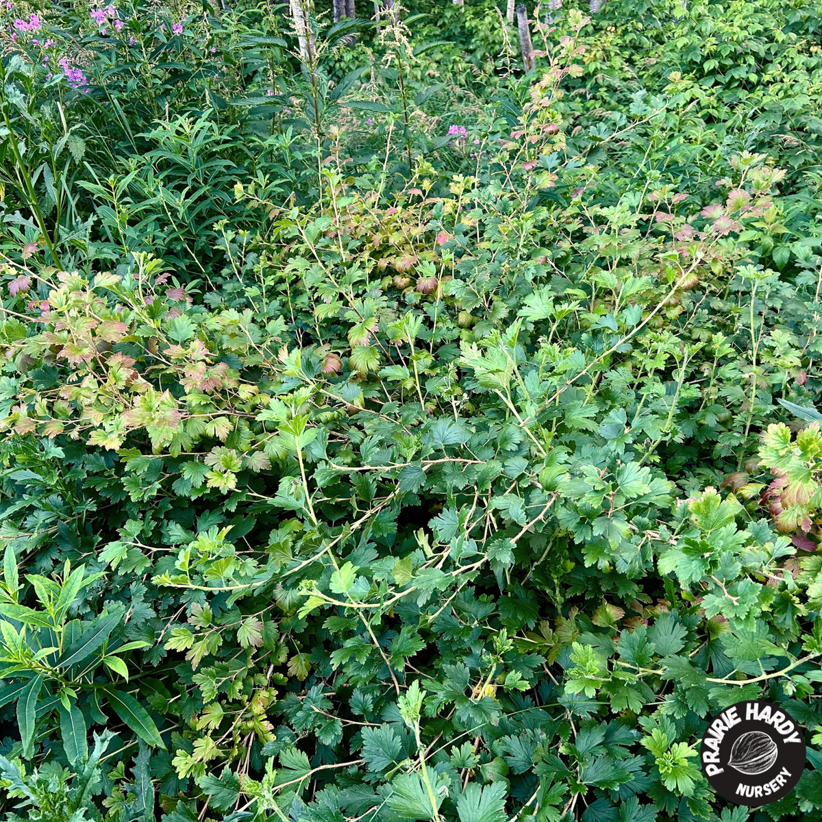 Northern Gooseberry