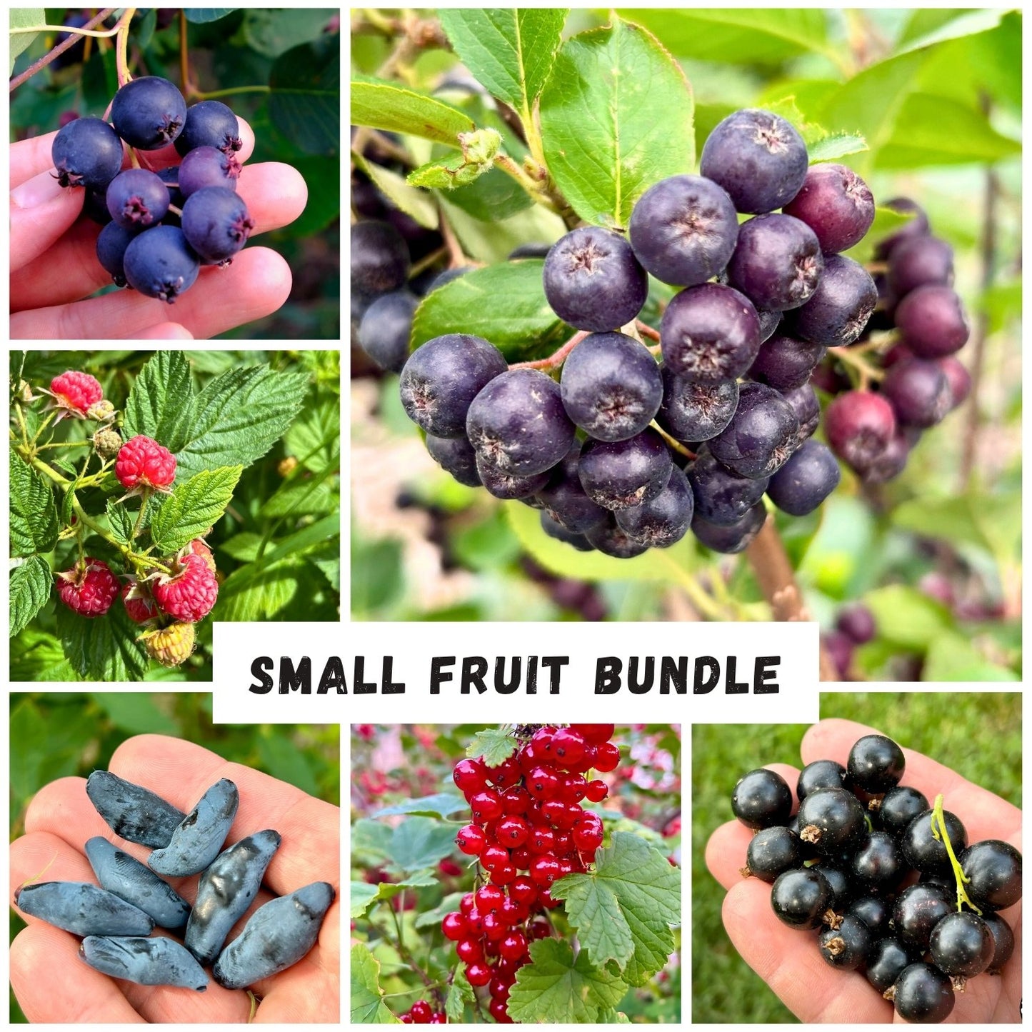 The Prairie Hardy Small Fruit Bundle