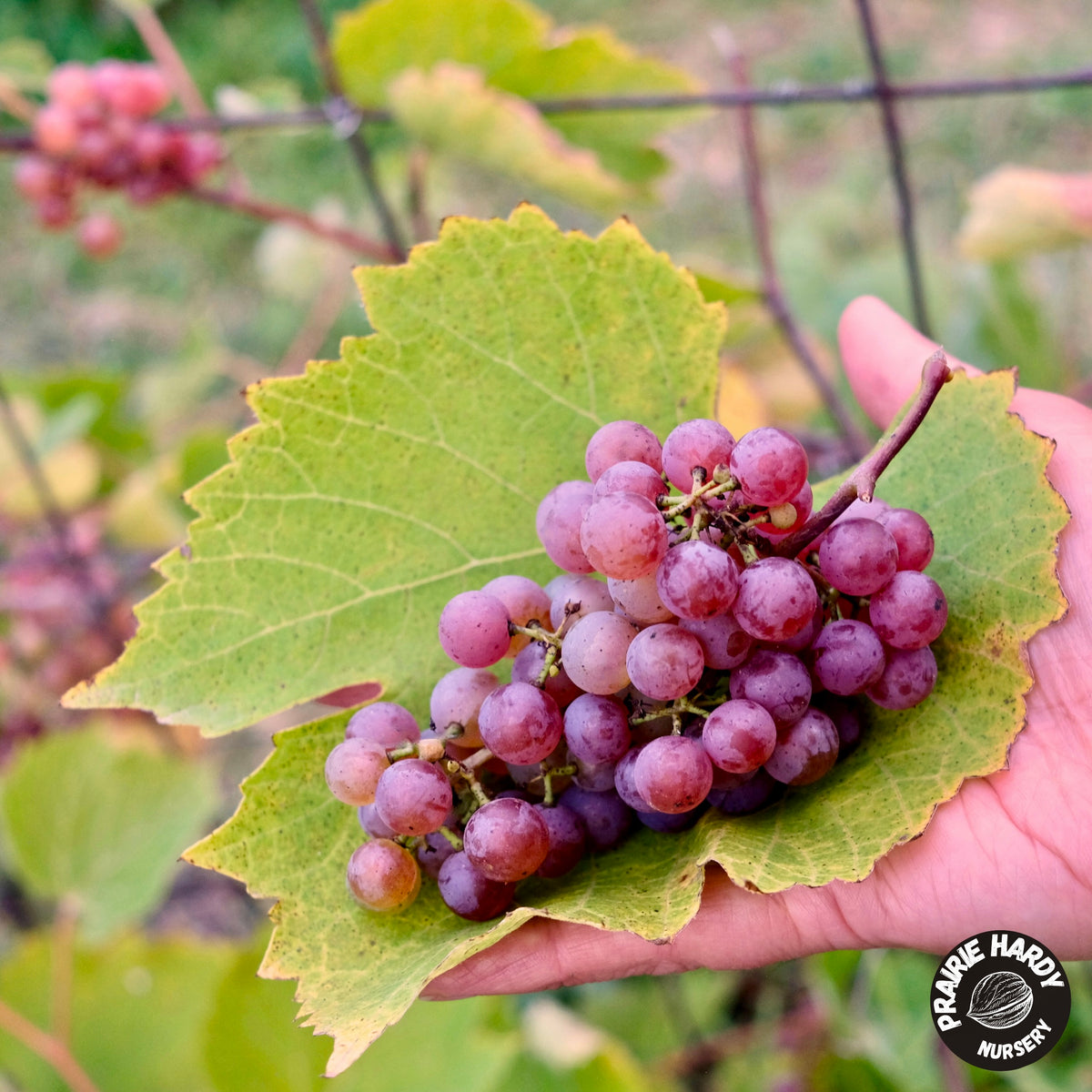 Somerset Grape