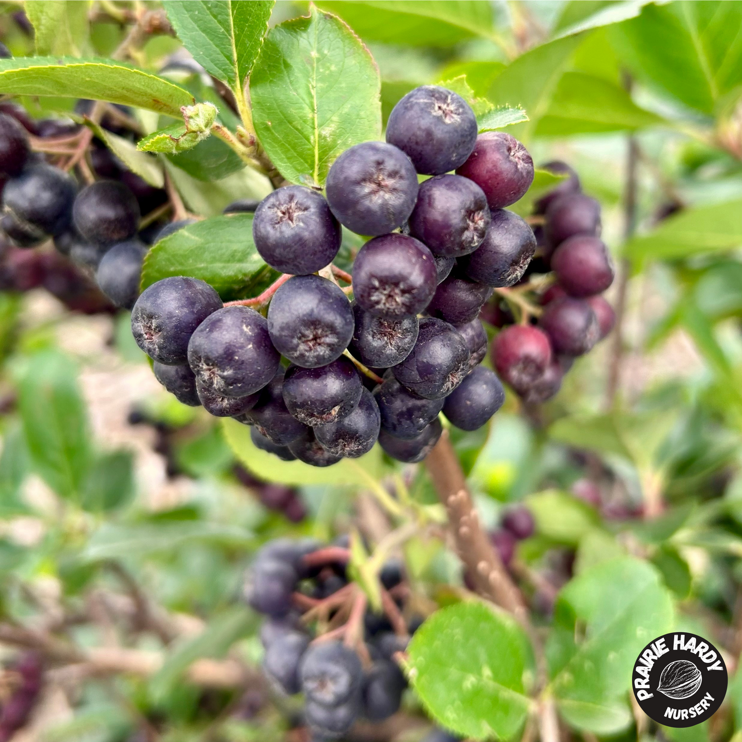 💜 Aronia Berries
