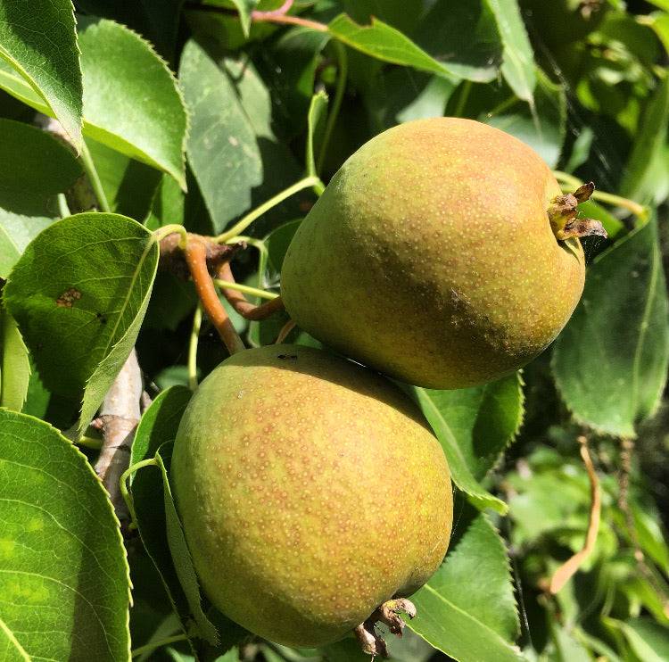 Prairie Hardy Pear