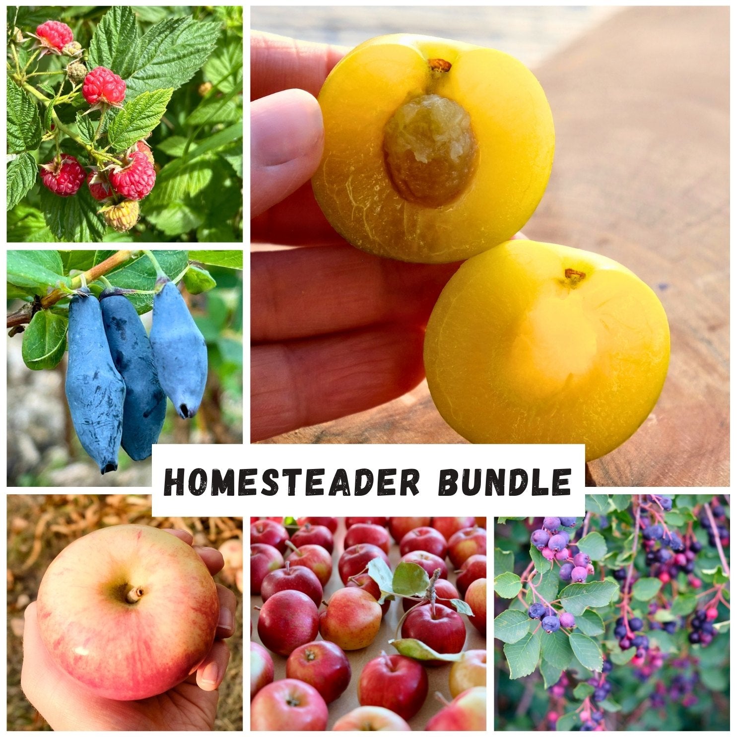 Bundles