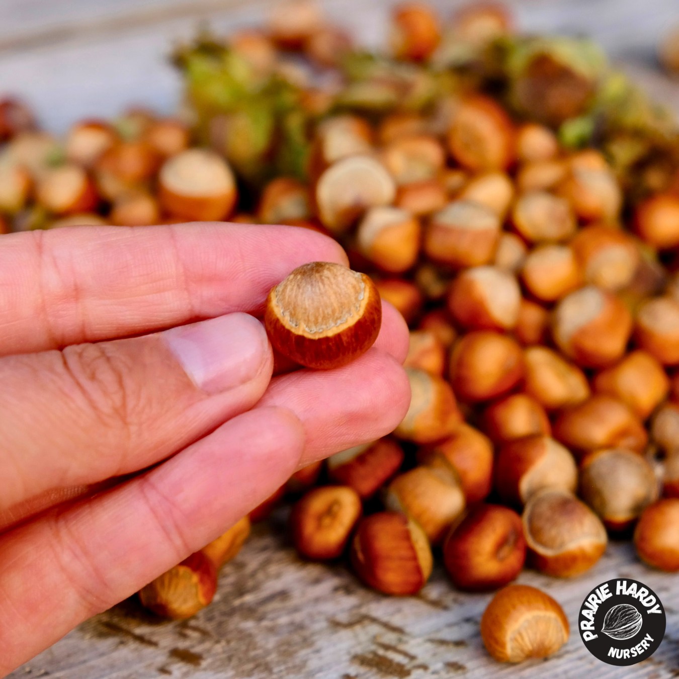 🌰 Hazelnuts
