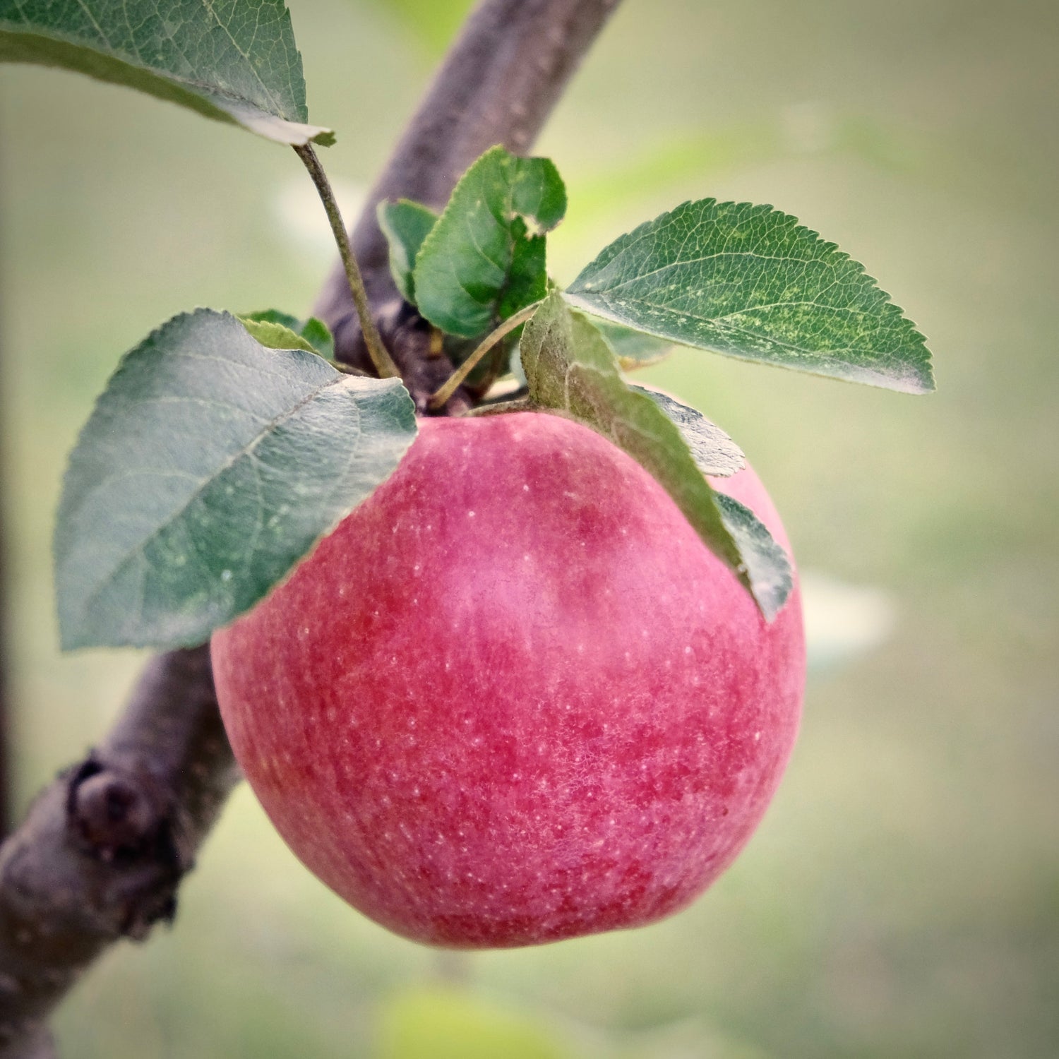 Prairie Hardy Apple