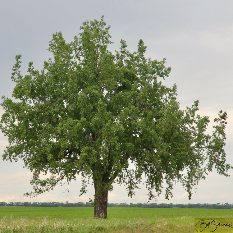 Poplar Trees