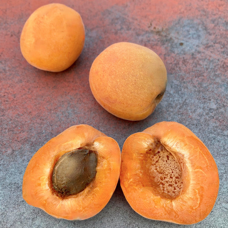 Prairie Hardy Apricots