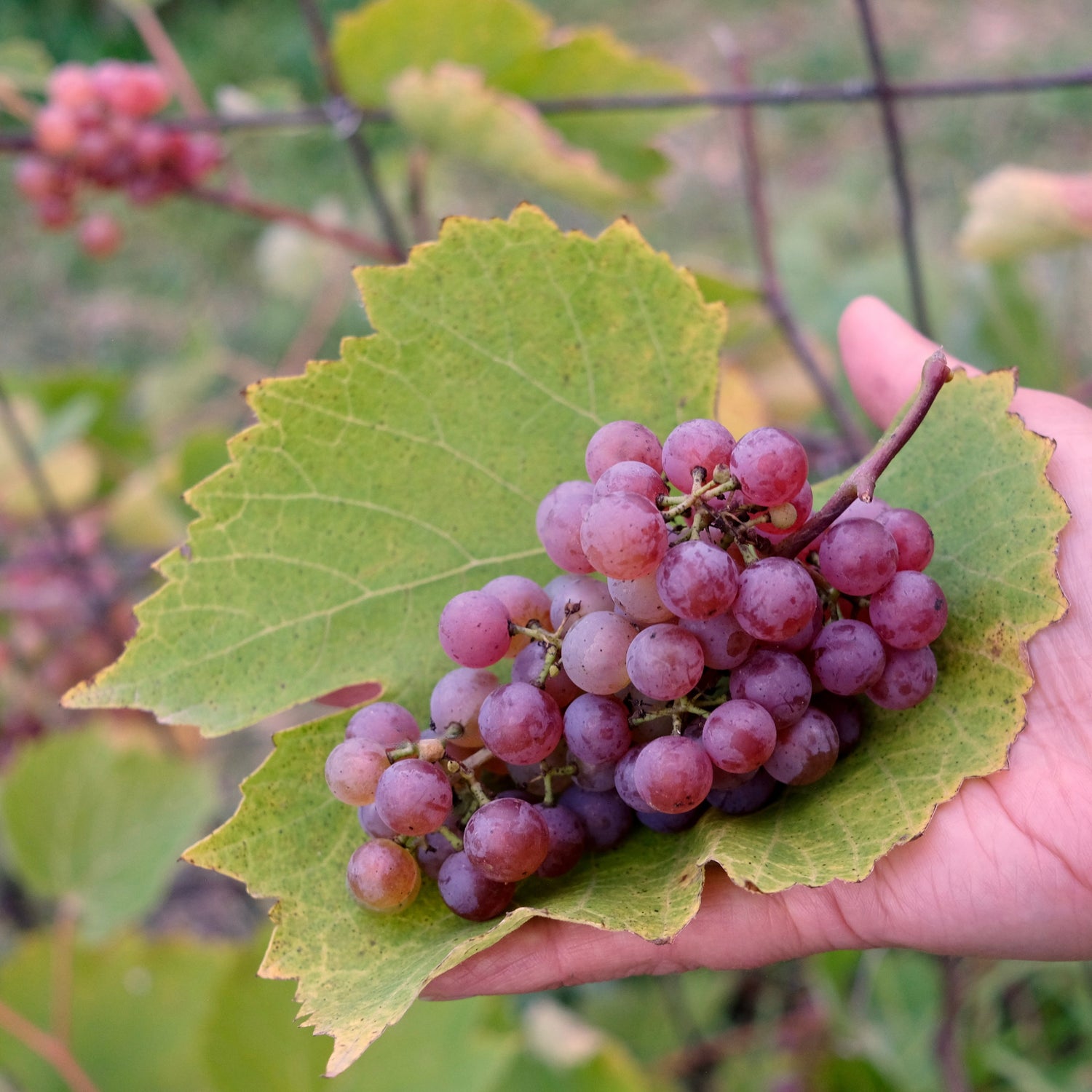 Prairie Hardy Nursery Small Fruit