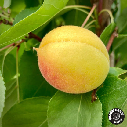 Arctic Twilight Apricot