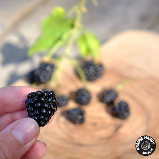 A hand holds a ripe, dark blackberry in the foreground, with several other blackberries and a green leafy stem resting on a round wooden slice in a blurred outdoor background. A 'Prairie Hardy Nursery' logo is visible in the bottom right corner.
