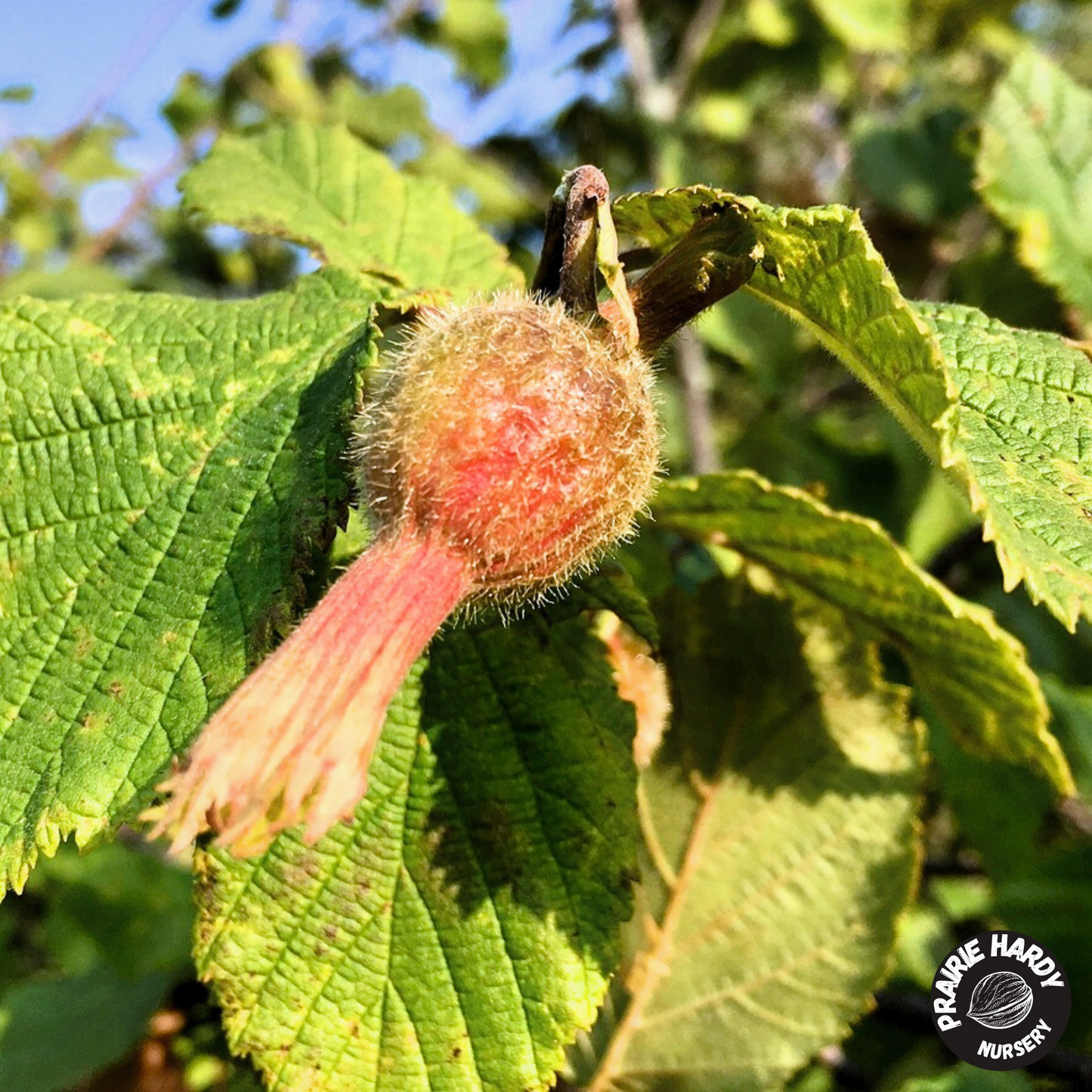 Beaked Hazelnut