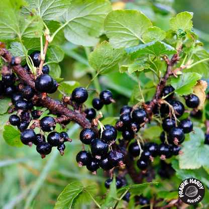 Ben Aldar Blackcurrant