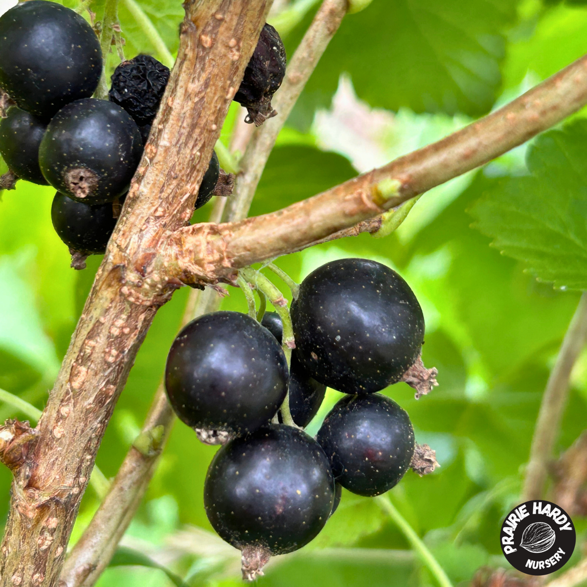 Ben Aldar Blackcurrant