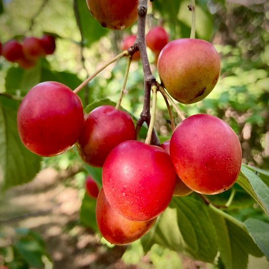 Canadian Plum