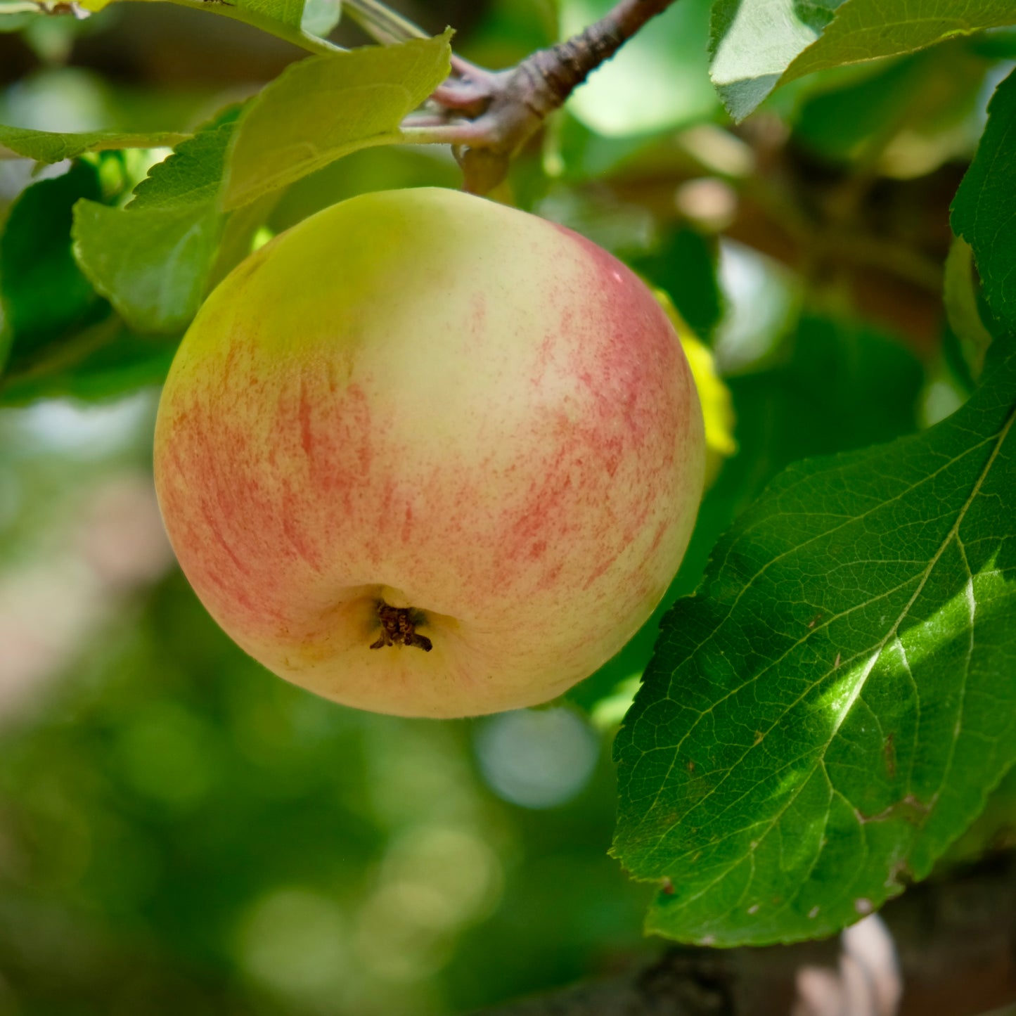 Carroll Apple