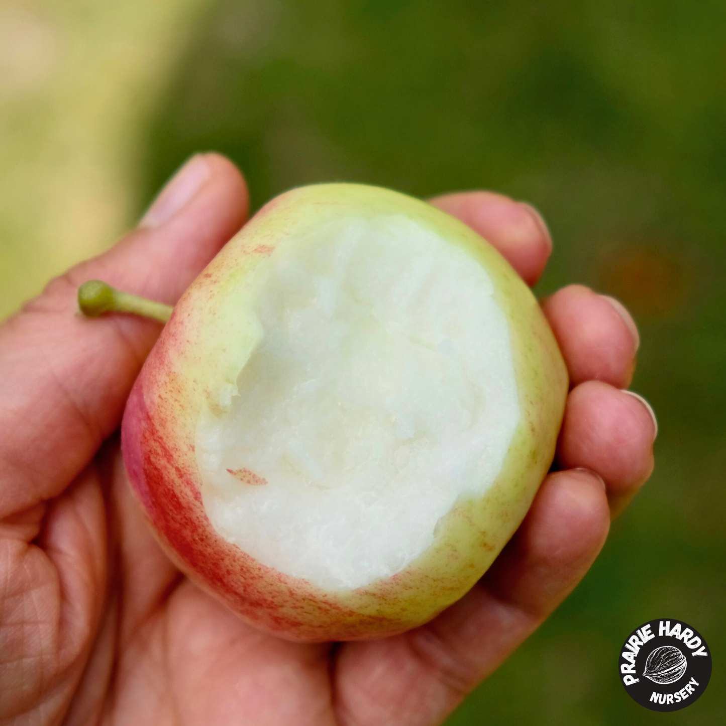 Carroll Apple