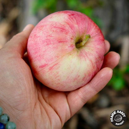 Carroll Apple
