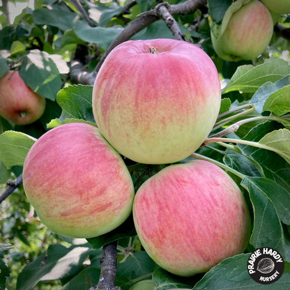 Carroll Apple