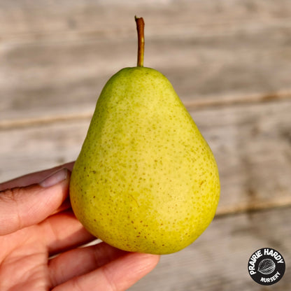 Chizhovsky Pear