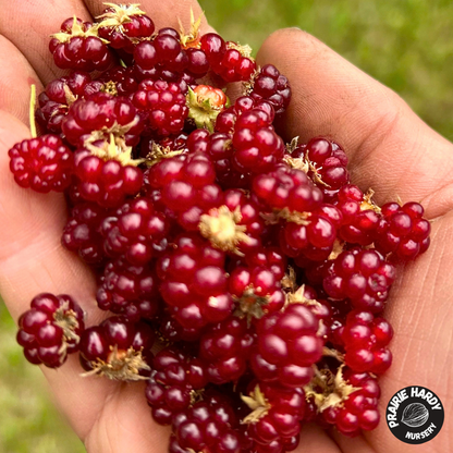 Dwarf Raspberry