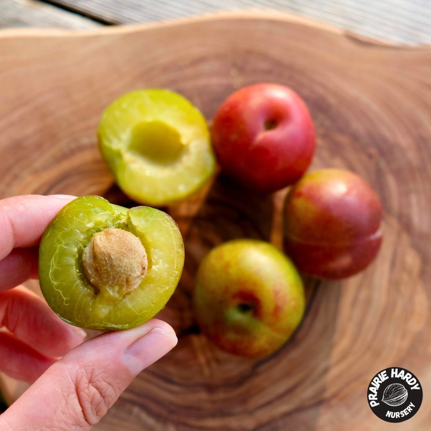 Fofonoff Plum