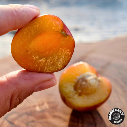Fofonoff Plum
