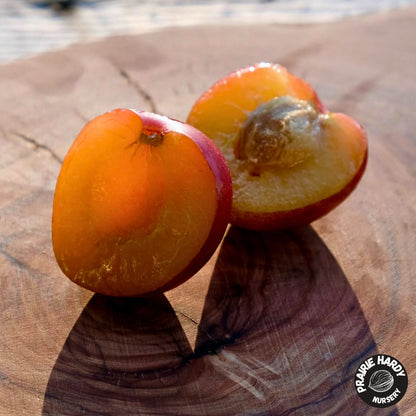 Fofonoff Plum