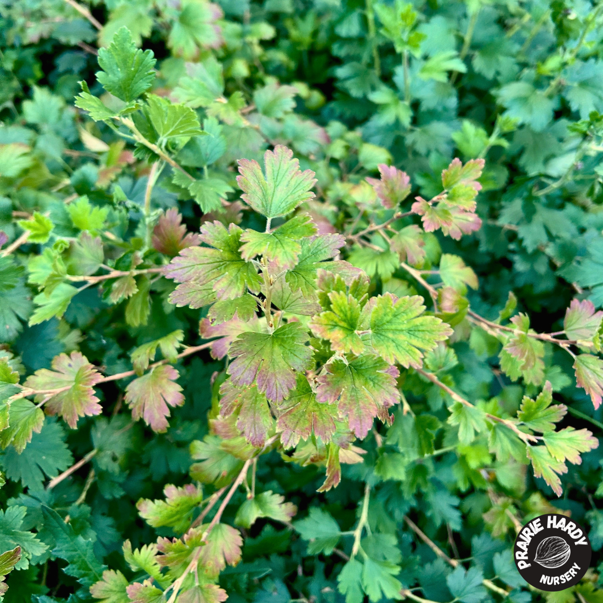 Northern Gooseberry
