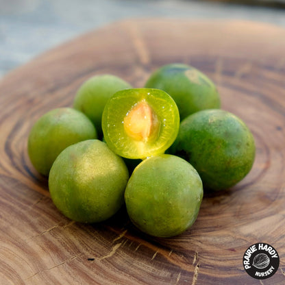 Green Elf Cherry Plum