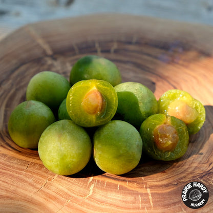 Green Elf Cherry Plum