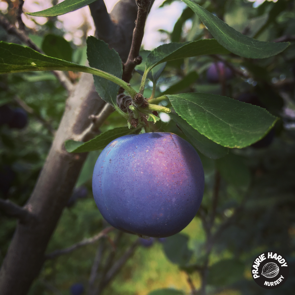 Hardy Mount Royal Plum