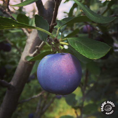 Hardy Mount Royal Plum