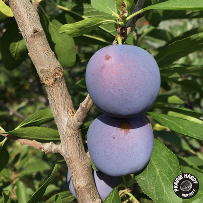 Hardy Mount Royal Plum