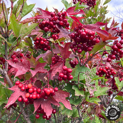 Highbush Cranberry