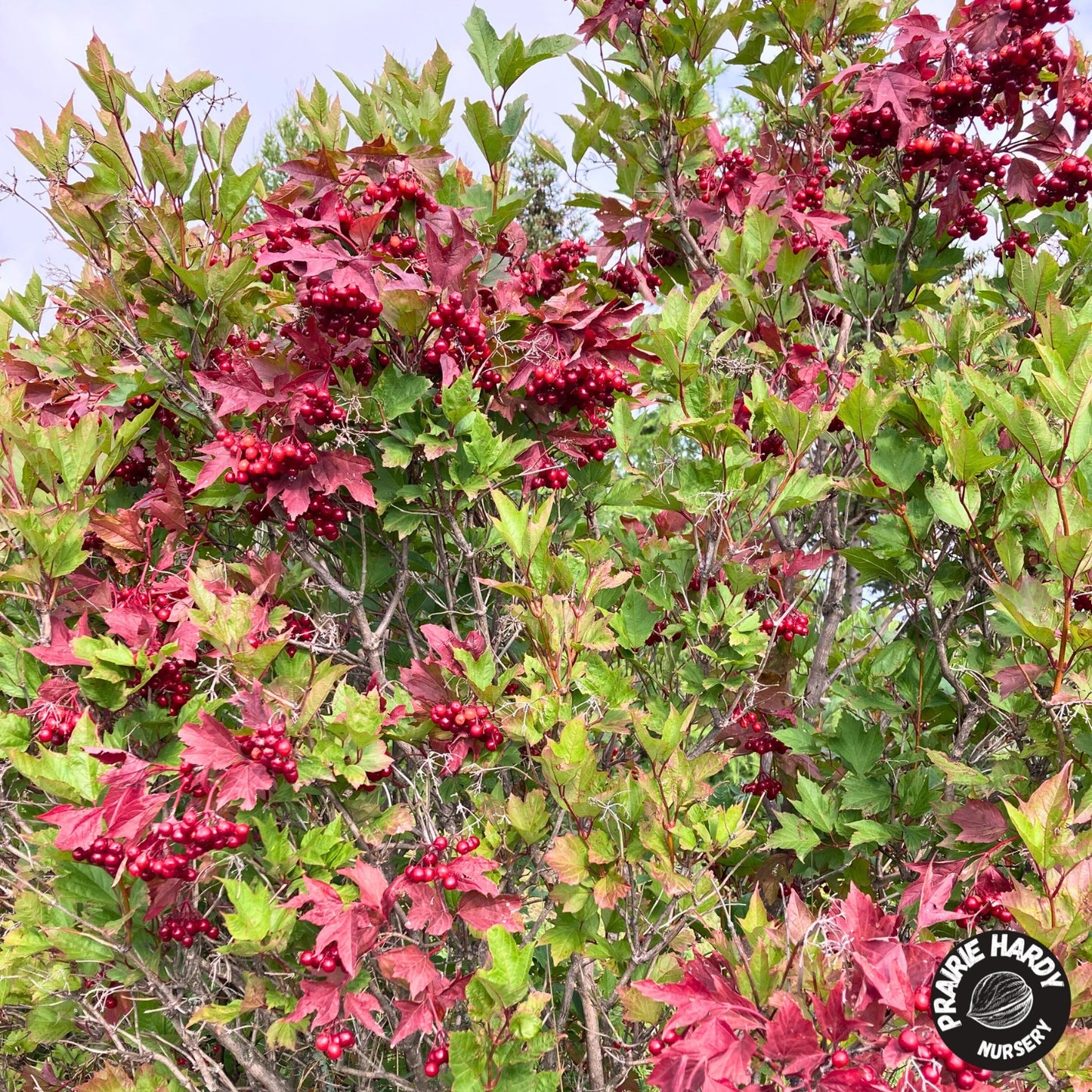 Highbush Cranberry