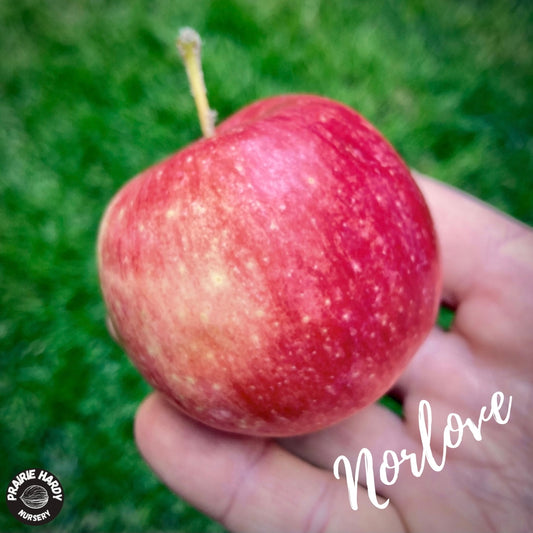 Rare and Heritage Apple Trees