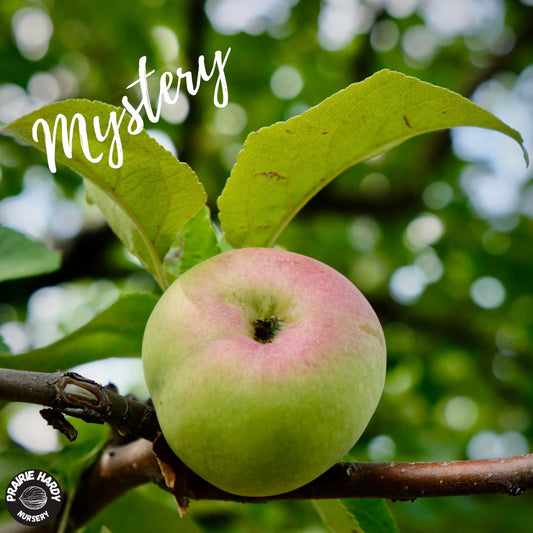 Rare and Heritage Apple Trees