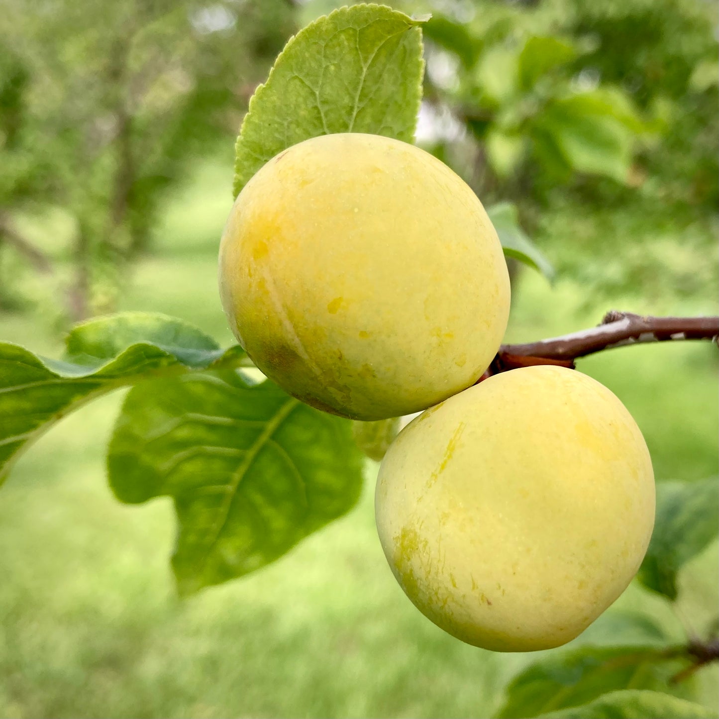 Sprout’s Sunshine Plum