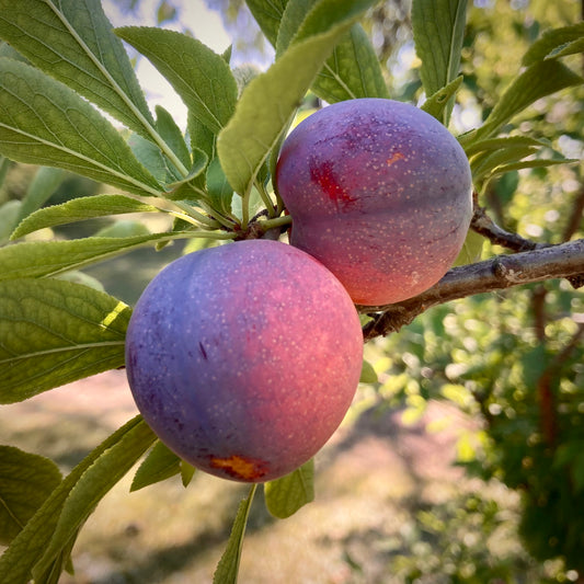 Ivanovka Plum