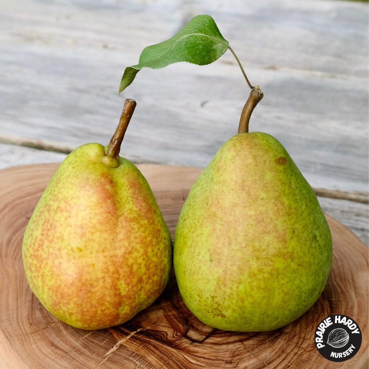 Krasnobokaya Pear