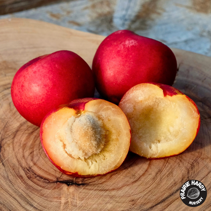 Lee Red Plum