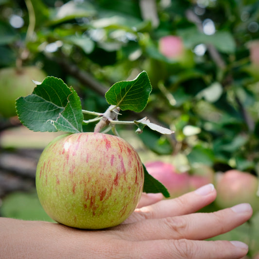 Vick's Pick Apple