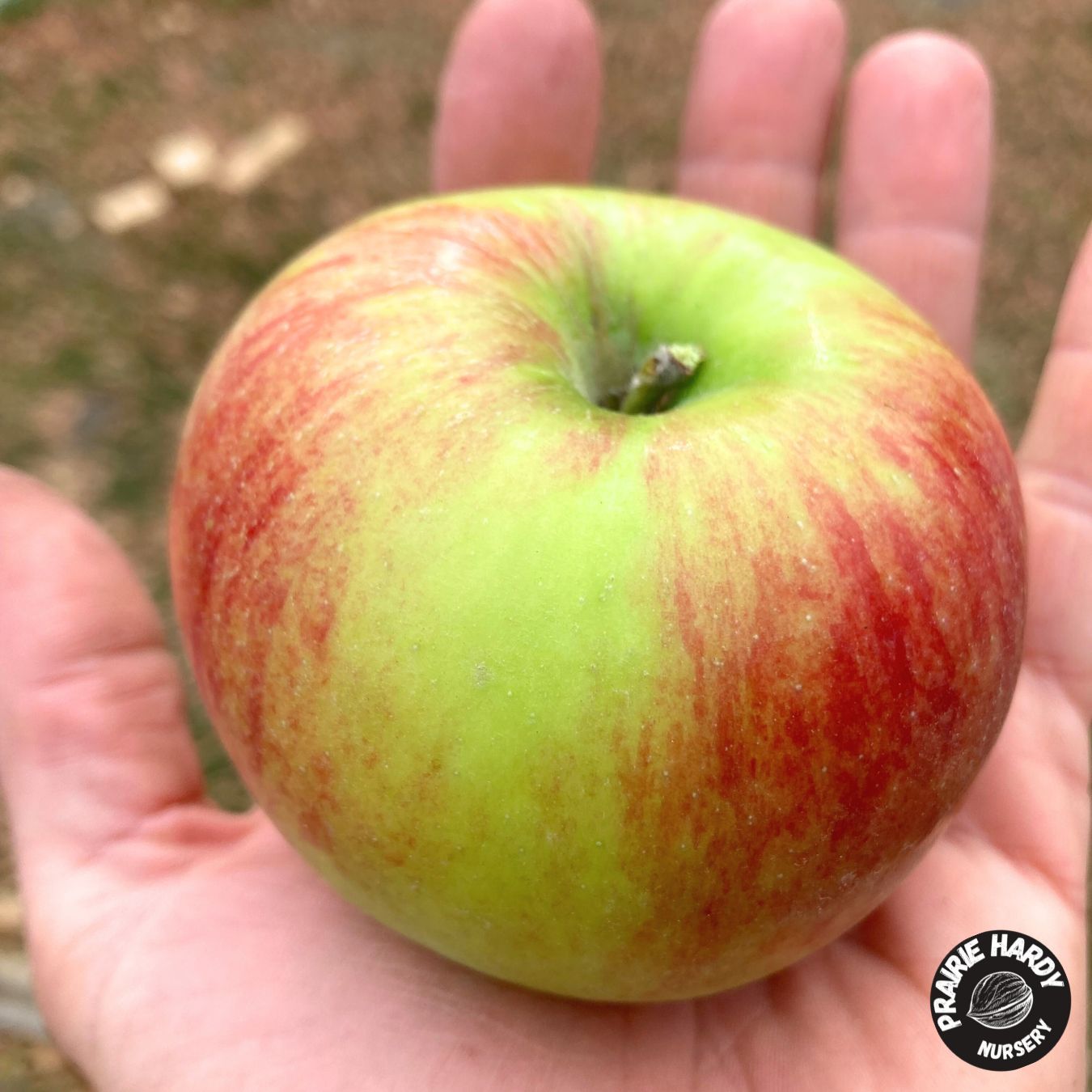 M360 Apple