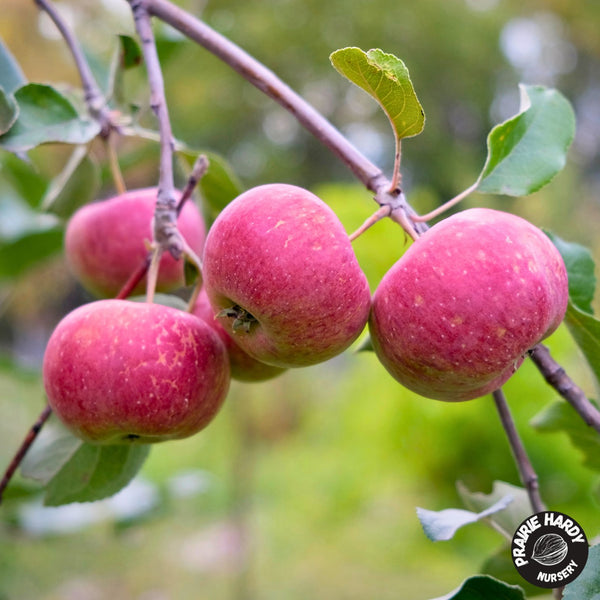 Minnesota #447 Apple