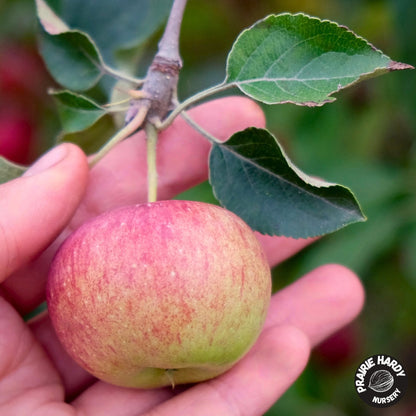 Minnesota #447 Apple