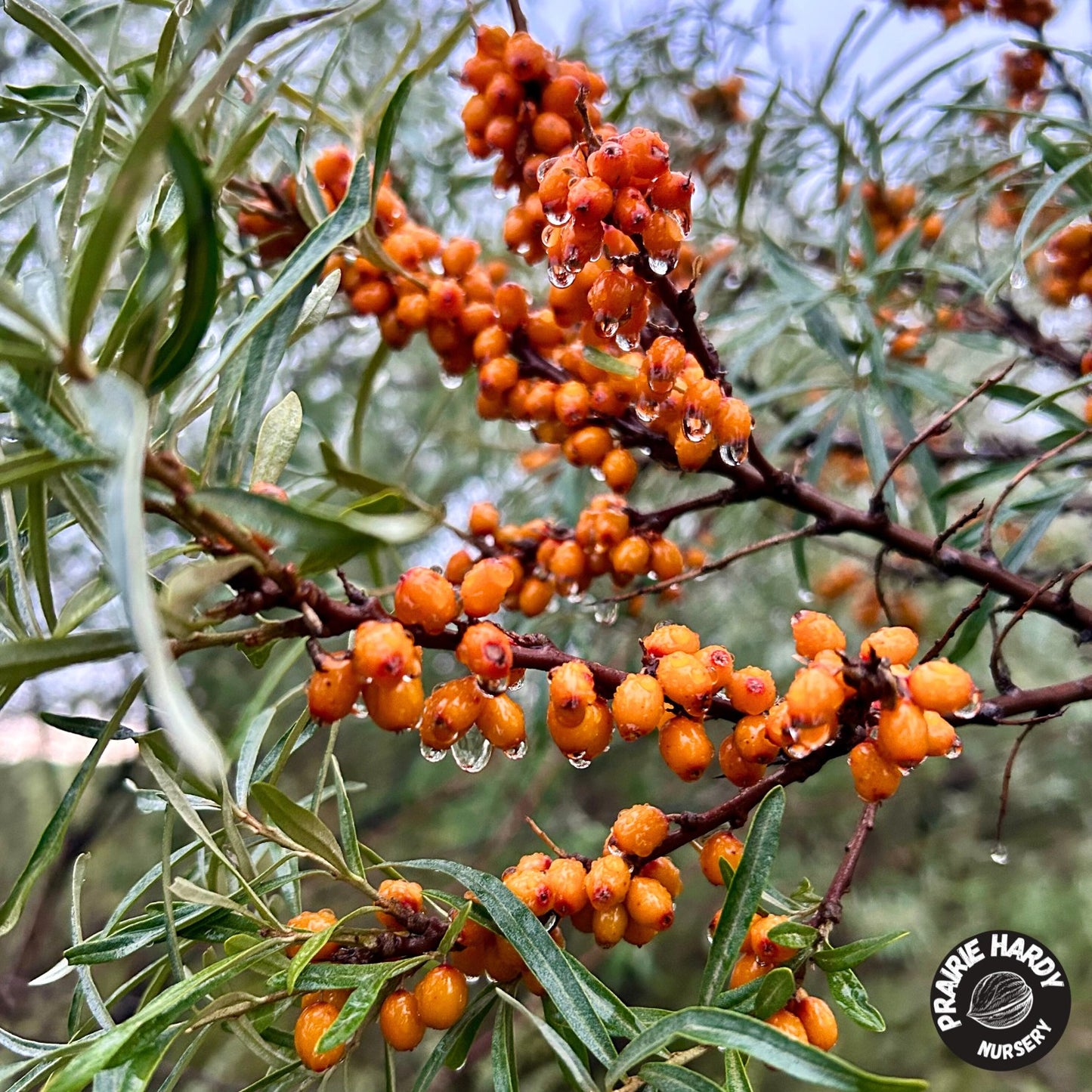 Orange September Sea Buckthorn