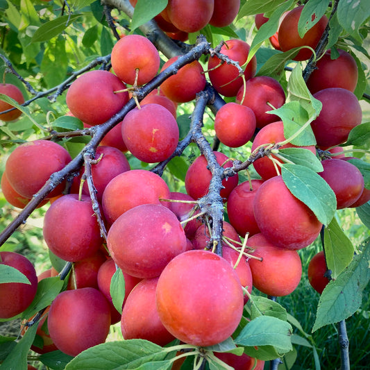 Patterson Pride Plum